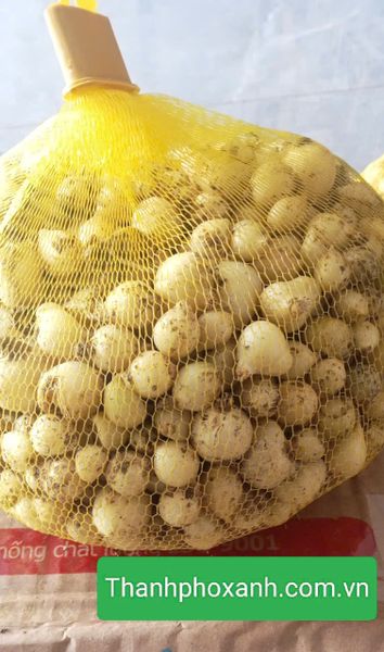  Củ hành tăm Nghệ An chất lượng cao – dùng nấu ăn, ngâm rượu, chưng mật ong trị ho, viêm xoang – an toàn, không chất bảo quản. 