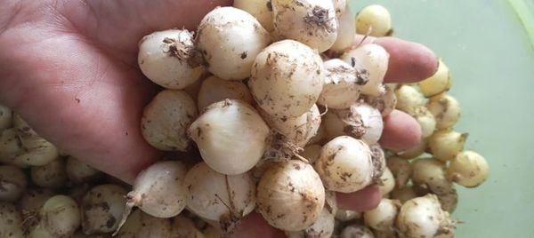  Đặc Sản Củ Hành Tăm Nghệ An – Gia Vị & Thảo Dược Truyền Thống 