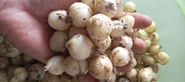  Củ nén Nghệ An nguyên chất, thơm cay tự nhiên, hỗ trợ trị ho, cảm cúm, đầy bụng, viêm họng. Giao hàng toàn quốc, đặt mua ngay! 