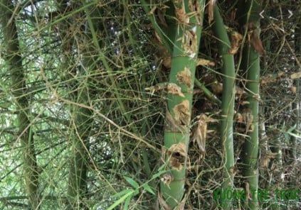  Lá Tre Gai – Dược Liệu Quý Từ Rừng Giúp Thanh Nhiệt, Giải Độc, Hỗ Trợ Điều Trị Sỏi Thận 