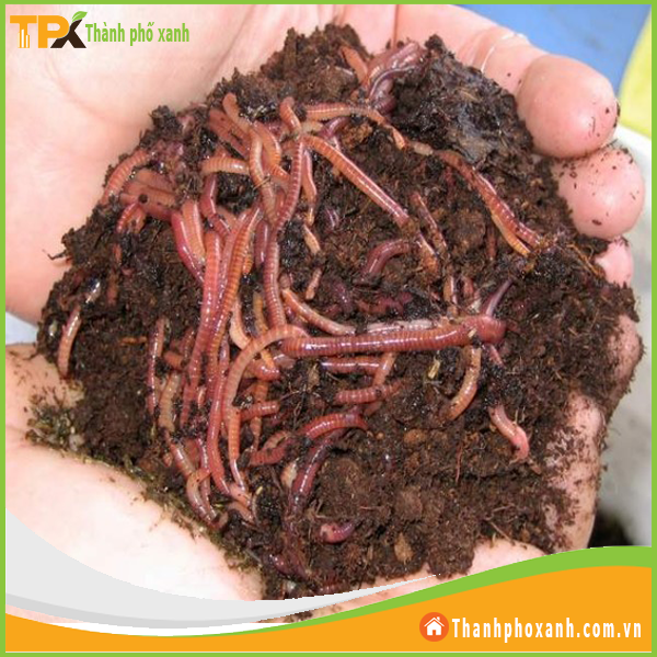  Sinh khối trùn quế, trùn giống xử lý rác 
