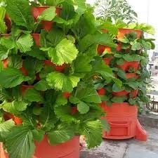  Tháp Trồng Rau Hữu Cơ Thông Minh Eco VN – Mô Hình Trồng Rau Sạch Cho Nhà Phố 