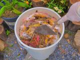  Thùng ủ rác Eco Bokashi công nghệ Nhật 