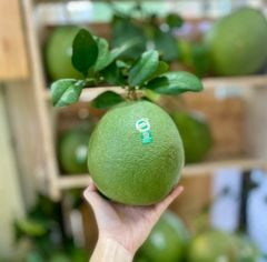 Bưởi da xanh Bến Tre (Trái)