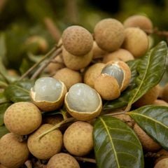 Nhãn Bắc