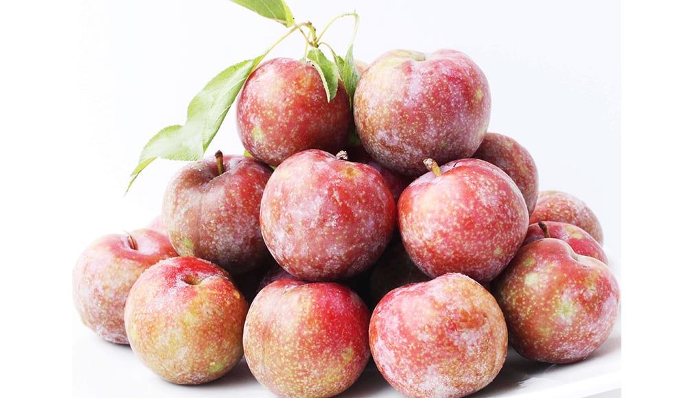 Mận Hà Hội GIÁ SỐC TRI ÂN