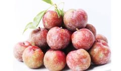 Mận Hà Hội GIÁ SỐC TRI ÂN