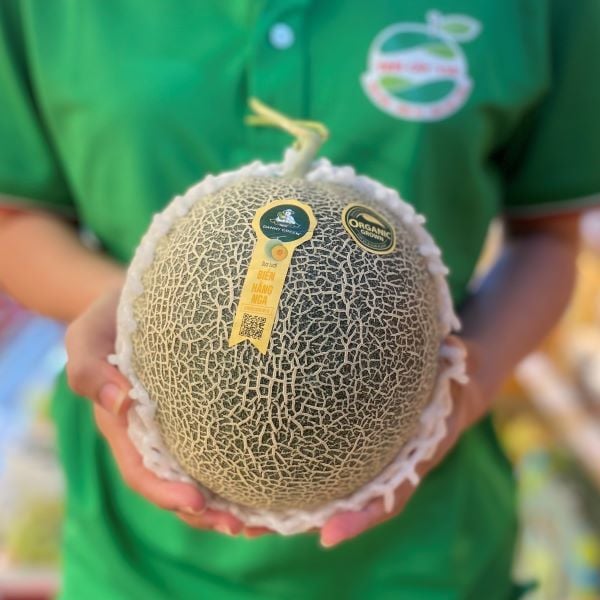 Dưa lưới biển Hằng Nga (Trái)