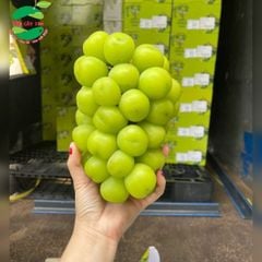 NHO MẪU ĐƠN HÀN QUỐC