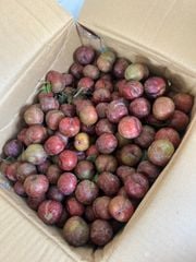 Mận Hà Hội GIÁ SỐC TRI ÂN