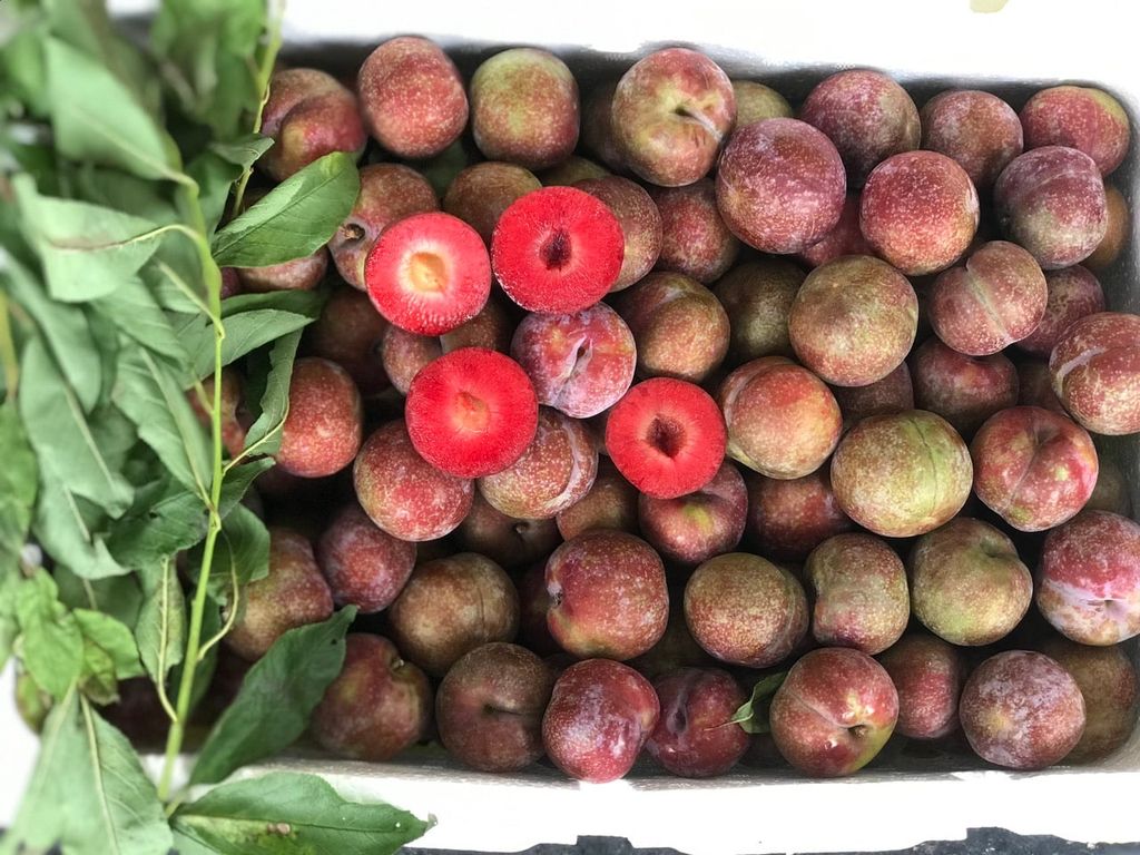 Mận Hà Hội GIÁ SỐC TRI ÂN