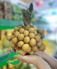 Nhãn Bắc