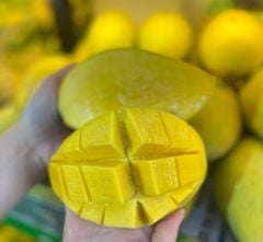 Xoài cát Hòa Lộc loại 1