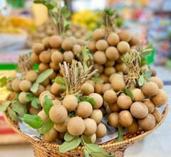 Nhãn Xuồng