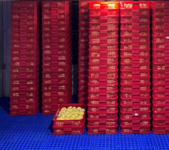 Kho Cấp Đông Sầu Riêng