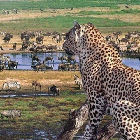 TANZANIA SAFARI – MÙA THÚ SINH SẢN