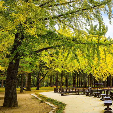 SEOUL – EVERLAND – NAMI – PAINTER SHOW