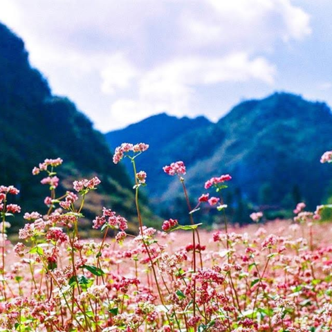 TOUR HOÀNG SU PHÌ - CHIÊU LẦU THI - SUÔI THẦU - BẮC HÀ 3 NGÀY 2 ĐÊM