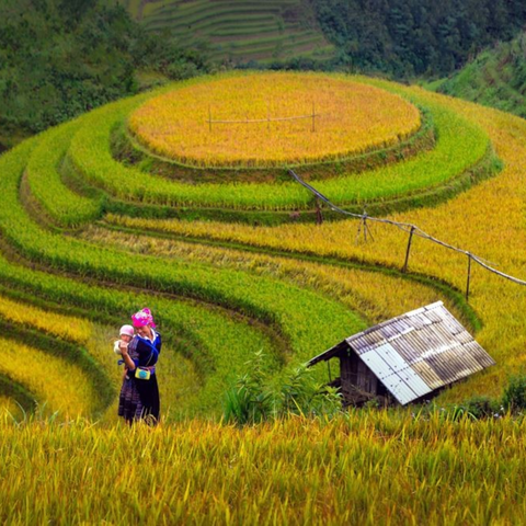 TOUR MÙ CANG CHẢI - BẢN CỎI - NGHĨA LỘ 5 NGÀY 4 ĐÊM