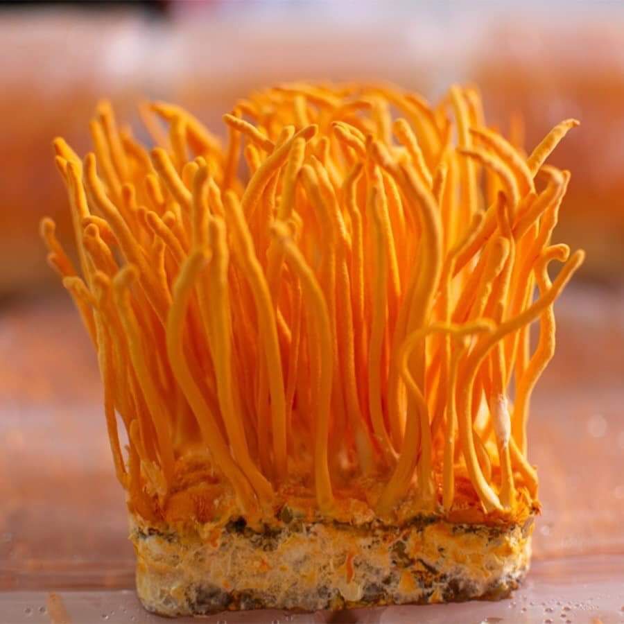  ĐÔNG TRÙNG HẠ THẢO TƯƠI 