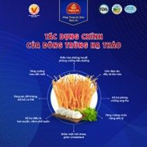  Bột Dinh Dưỡng Đông Trùng Hạ Thảo 