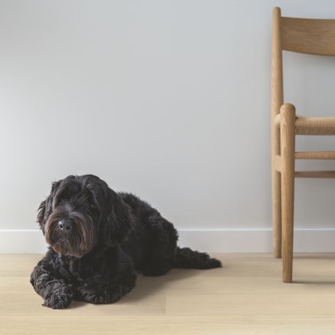 Sàn gỗ tự nhiên Pergo Daisy Oak - W3933-03884