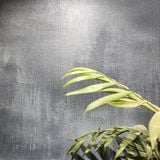  Sơn vải nhung ánh kim 