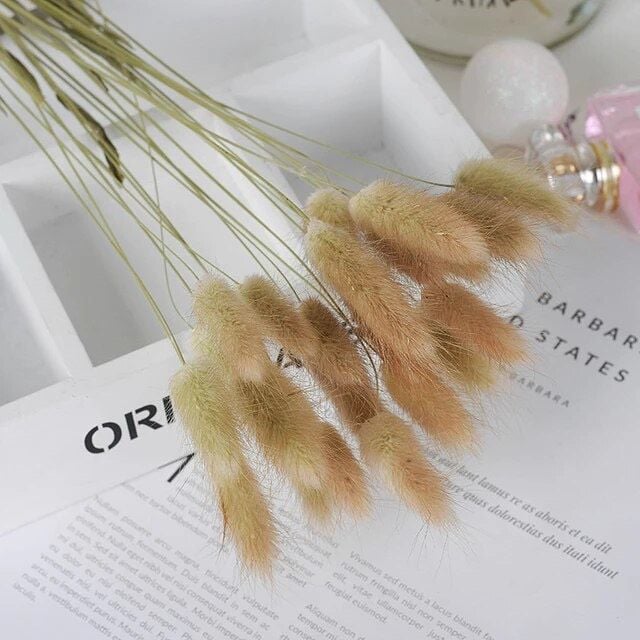  Bó cỏ lau decor nhà, cửa hàng, phụ kiện chụp ảnh 