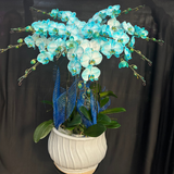  Lan Hồ Điệp - TG60 