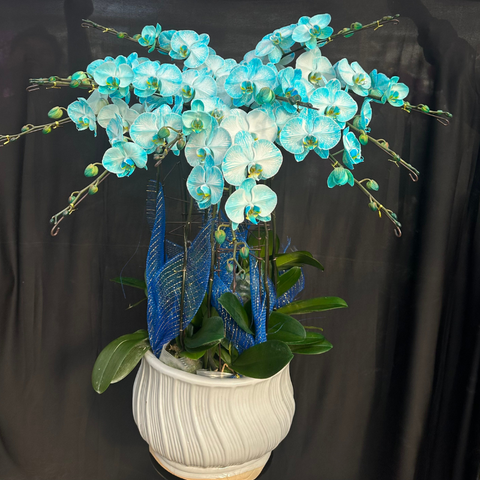  Lan Hồ Điệp - TG60 