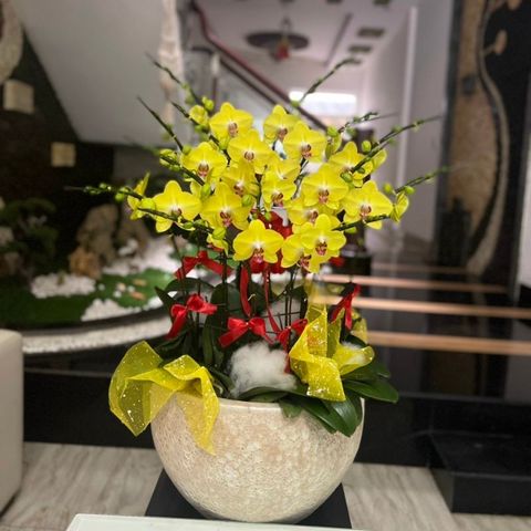  Lan Hồ Điệp - TG65 