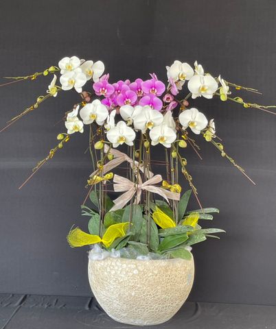  Lan Hồ Điệp - TG38 