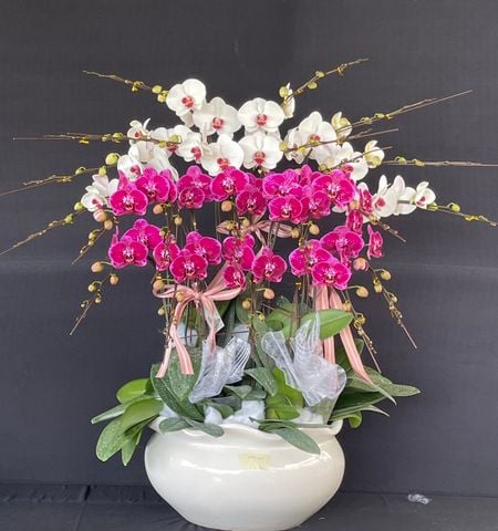  Lan Hồ Điệp - TG39 