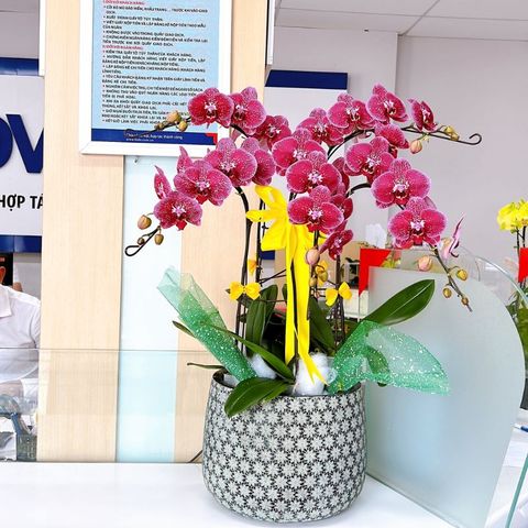  Lan Hồ Điệp - TG66 