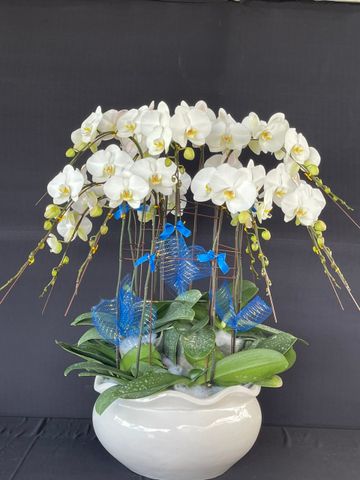  Lan Hồ Điệp - TG40 