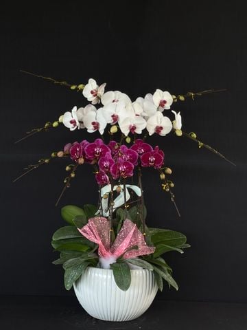  Lan Hồ Điệp - TG41 