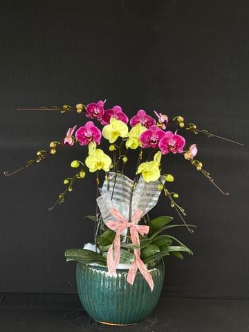  Lan Hồ Điệp - TG42 