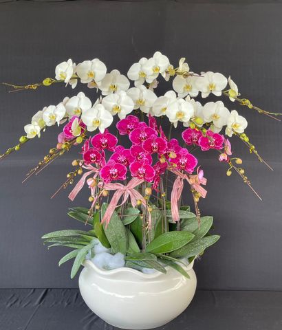  Lan Hồ Điệp - TG43 