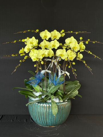  Lan Hồ Điệp - TG45 