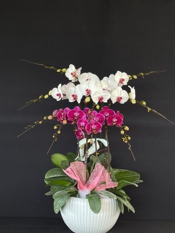  Lan Hồ Điệp - TG46 