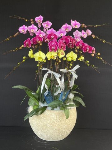  Lan Hồ Điệp - TG47 