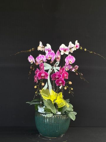  Lan Hồ Điệp - TG48 