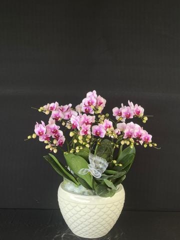  Lan Hồ Điệp - TG49 