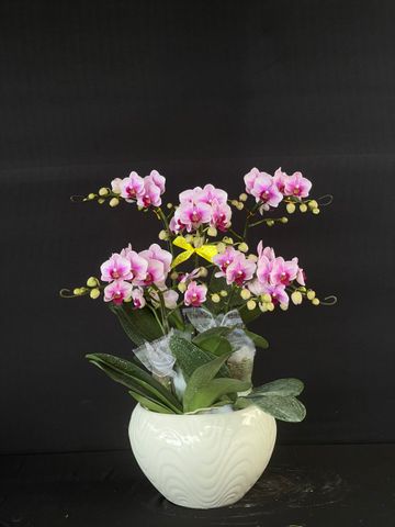  Lan Hồ Điệp - TG50 