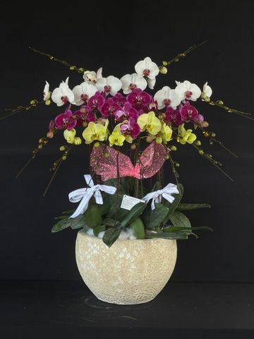  Lan Hồ Điệp - TG51 