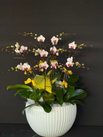  Lan Hồ Điệp - TG52 