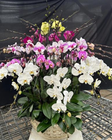  Lan Hồ Điệp - TG53 