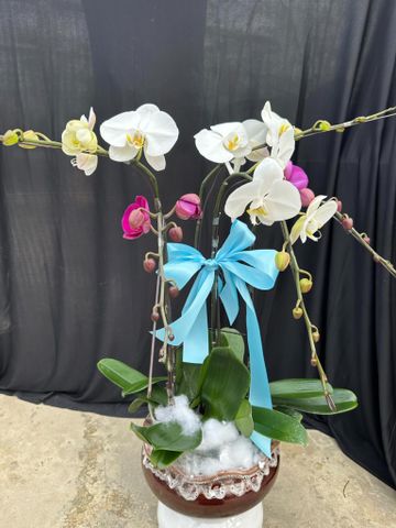  Lan Hồ Điệp - TG54 