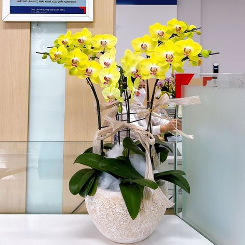  Lan Hồ Điệp - TG64 