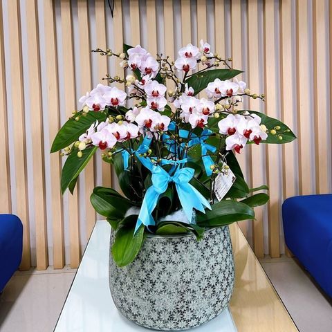  Lan Hồ Điệp - TG63 